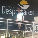@gustavo76810
